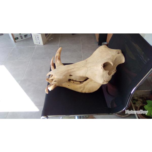 massacre de phacoch�re