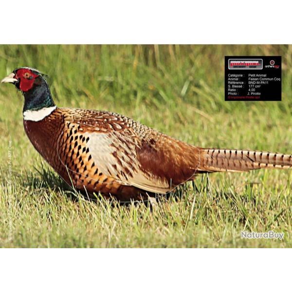 BLASON PHOTO 25x35 FAISAN - par 5