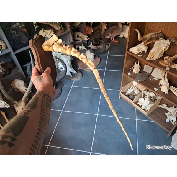 Montage ost�ologique d'une queue de cheval sur socle mural