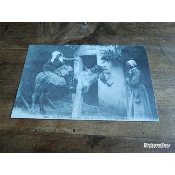 cp ile de r� l ane en culotte retour des champs