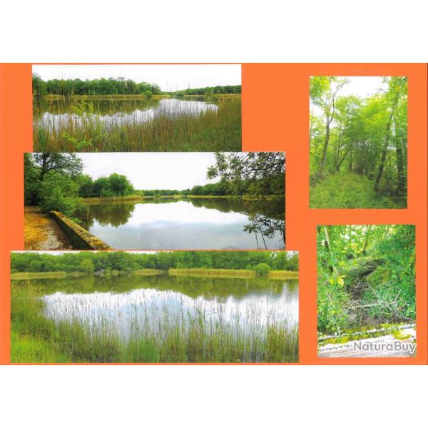 10,1120 ha - ETANGS DU FAUCONNET ET DU BOULEY - ( 71 ) SA�NE - ET - LOIRE