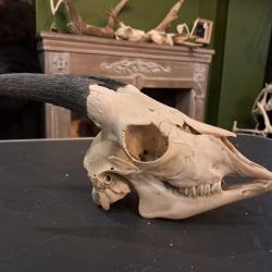 Cr&acirc;ne de ch&egrave;vre juv&eacute;nile #0602(2)