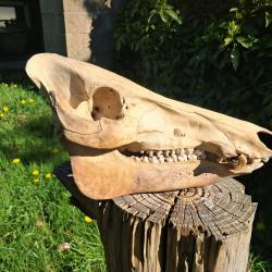 Cr&acirc;ne de sanglier #0602(4)