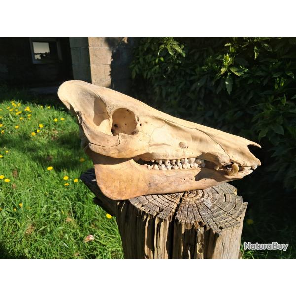 Cr�ne de sanglier #0602(4)