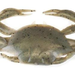 LEURRE BERKLEY IMITATION CRABE NATUREL AVEC ATTRACTANT