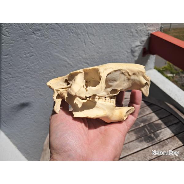 Cr�ne de ragondin ; Myocastor coypus #1