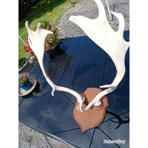 troph�e bois  de daim blanc