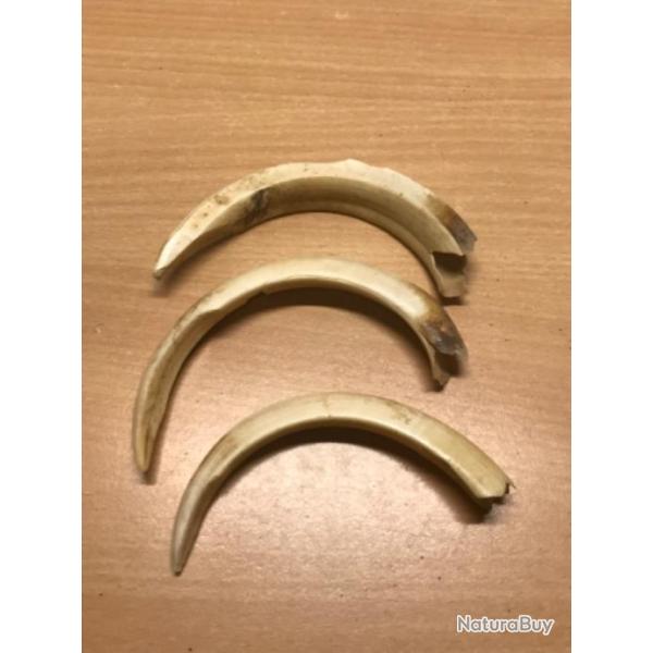 Lot 3 dents de phacoch�re coutellerie