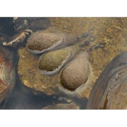 KORDA PLOMBS TEXTURED DISTANCE CASTING SWIVEL KORDA 98gr