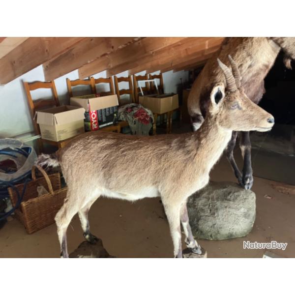 Troph�e bouquetin ib�rique femelle