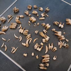 Lot de dents de vache, de sanglier, de renard , ch&egrave;vre, etc