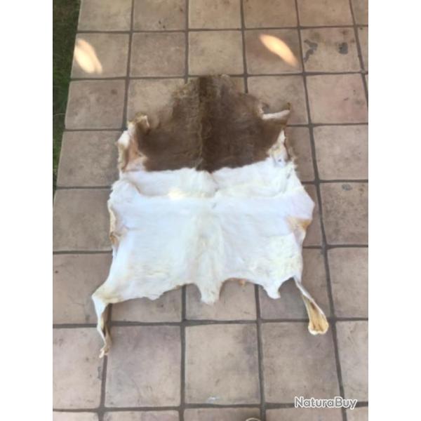 Peau naturelle chvre
