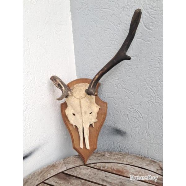 Troph�e de Daim #3