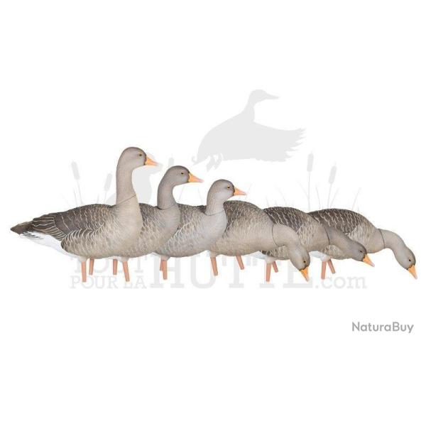 Formes d'oie cendr�e sur pattes AvianX x6