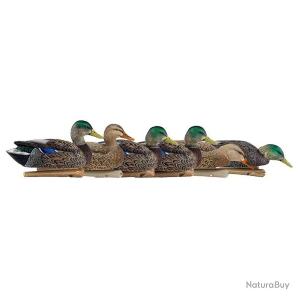 Formes de colvert AvianX early season HD