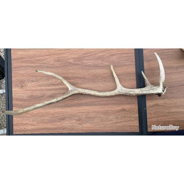 Bois de cerf 5 cors ( grand )