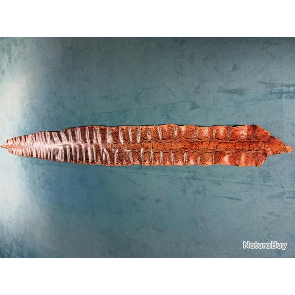 Peau ancienne de Python sebae longueur 4m