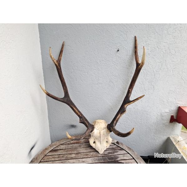 Massacre de cerf �laphe ; Cervus elaphus 10 cors #N5