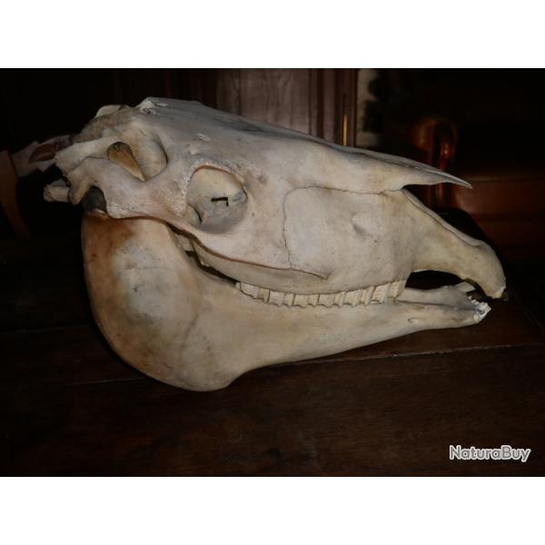 Cr�ne complet de cheval percheron - PAS DE PRIX DE RESERVE