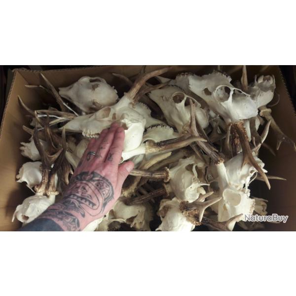 Lot de 10 cr�nes de chevreuil