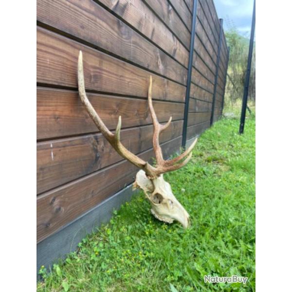 Massacre cerf 7 cors