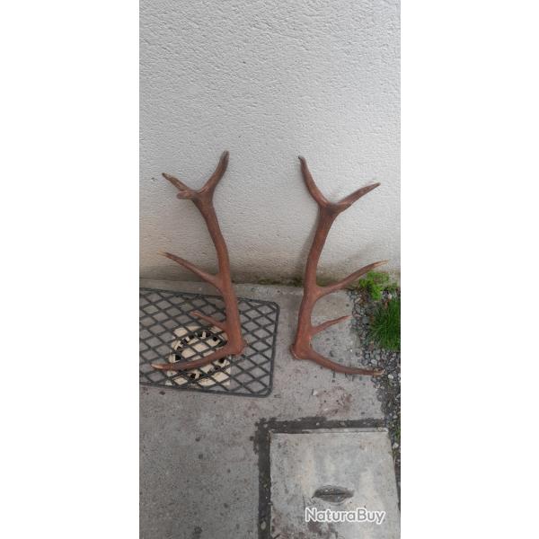 Paire de bois de cerf 12 cors