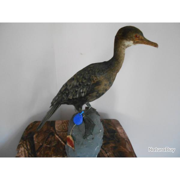 taxidermie cormorand pygm�e  1930 non negociable