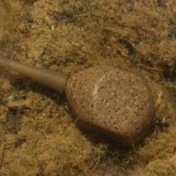 Plomb Korda Square Pear In Line 113g