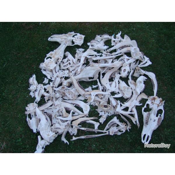 lot divers de crane de chevreuil, cerf biche, sanglier, daim (colis de 56cmx56cmx30cm pres de 10kg)
