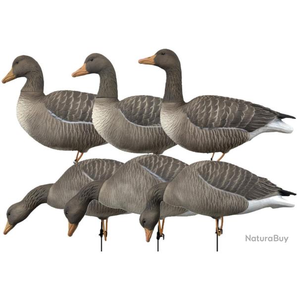 Pack 6 oies cendr�es � pattes full HD XTREM MIGRATEURS