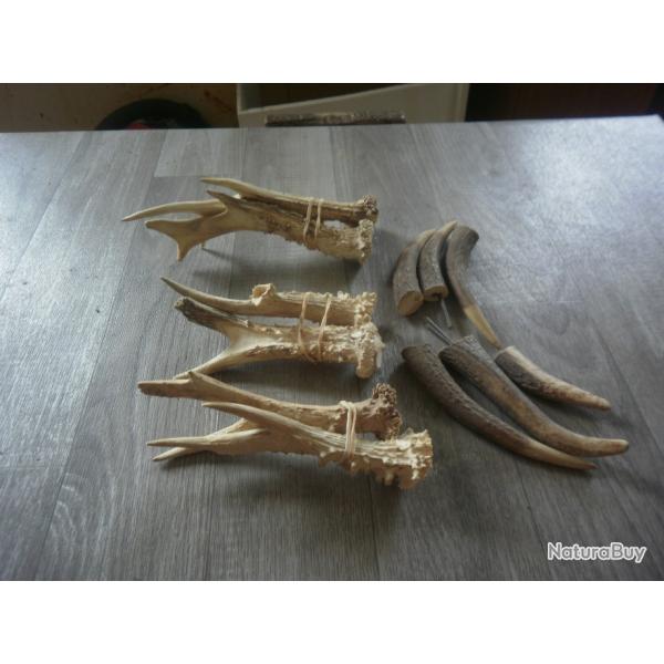 Bois de chevreuil et andoul de cerf