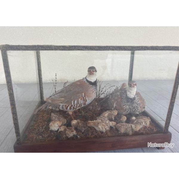 Couple de perdreau naturalis� avec ses petit