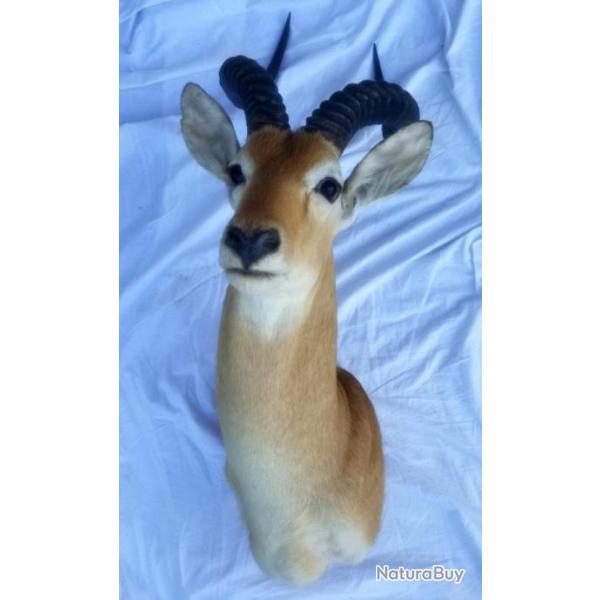 Troph�e de Cob de Buffon en cape