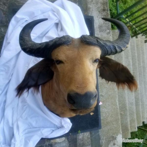 Troph�e tr�s beau Buffle