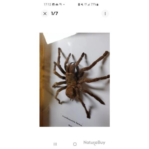 Taxidermie Mygale G�ante Acanthoscurria Ferina Sous Cadre.  Entomologie. XXL