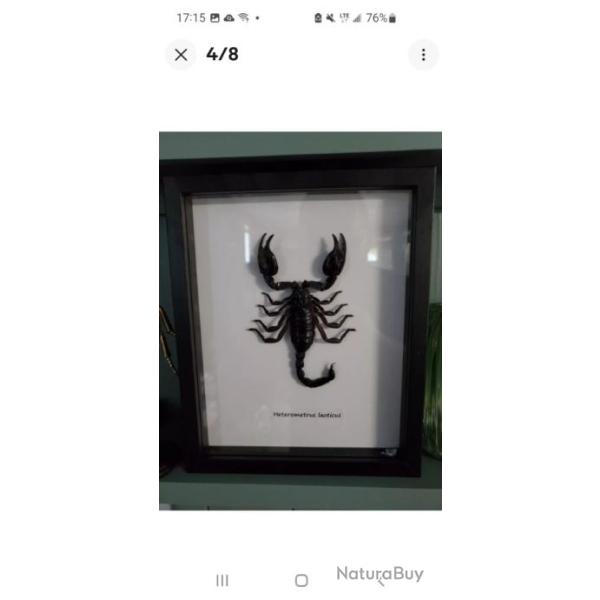 Taxidermie D'un Scorpion G�ant XXL