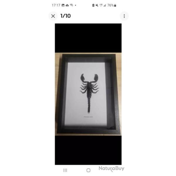 Taxidermie D'un Scorpion G�ant XXL queue allong�e