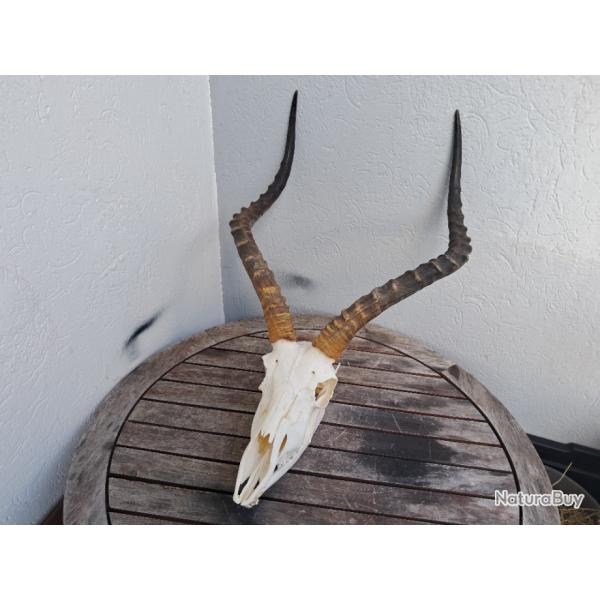 Cr�ne d' Impala avec m�choire ( Aepyceros melampus ) #1707(2)