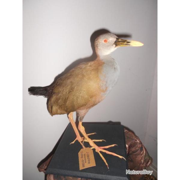 taxidermie Grand r�le 1930(sujet rare)