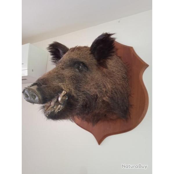 Troph� de Sanglier