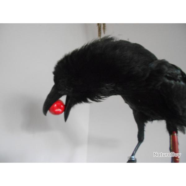 taxidermie Grand corbeaux  1930(sans le renard)non negociable