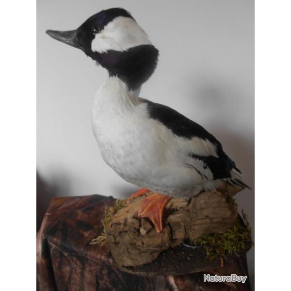taxidermie de canards garrot alb�ole 1930  non negociable