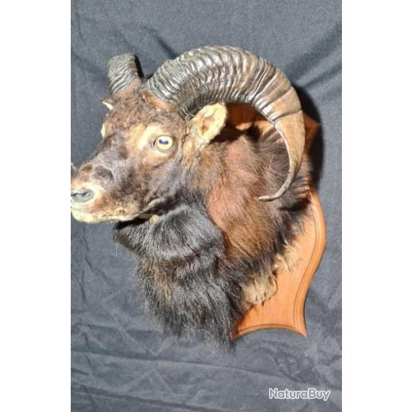 taxidermie troph�es Ovis orientalis