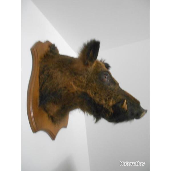 taxidermie troph�e t�te de sanglier