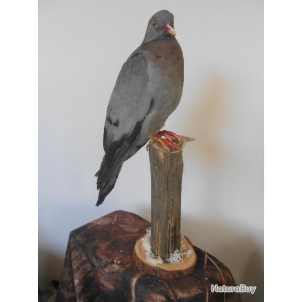 taxidermie de pigeon colombin