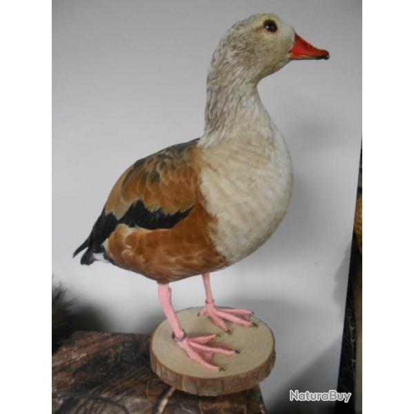 taxidermie tadorne hybride casarca x bellon 1930  non negociable