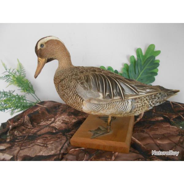 taxidermie sarcelle d'�t�