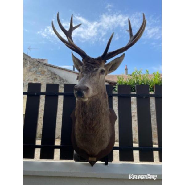 T�te de cerf 12 cors naturalis�e
