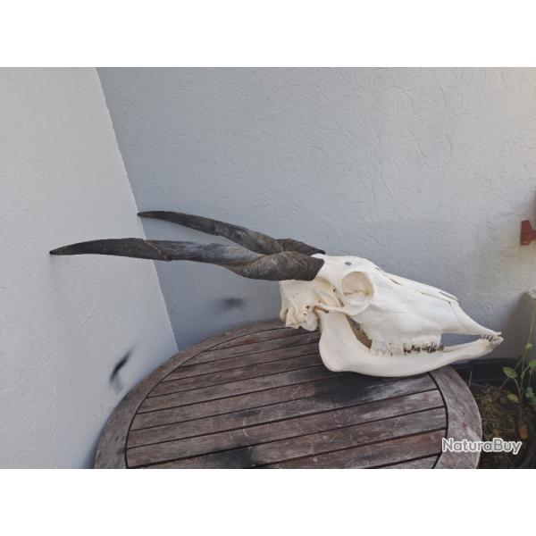 Cr�ne d'Eland du Cap femelle