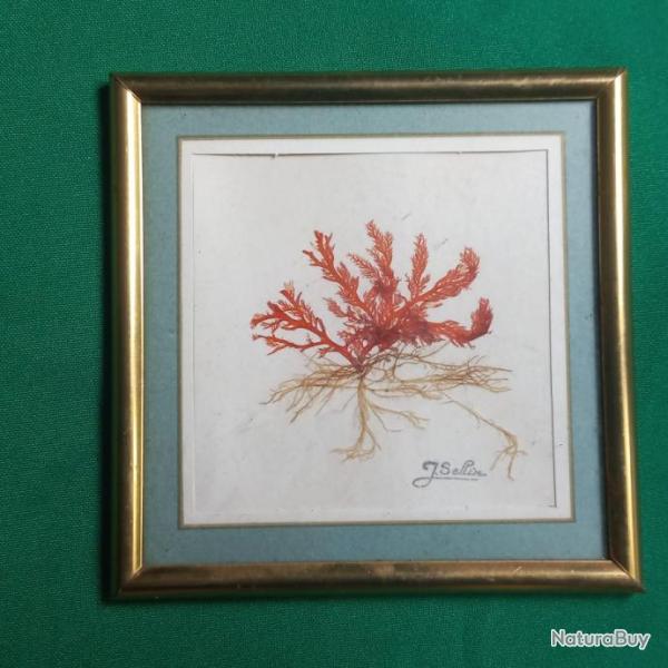 Joli petit cadre en v�ritable " algues marines "  sign�